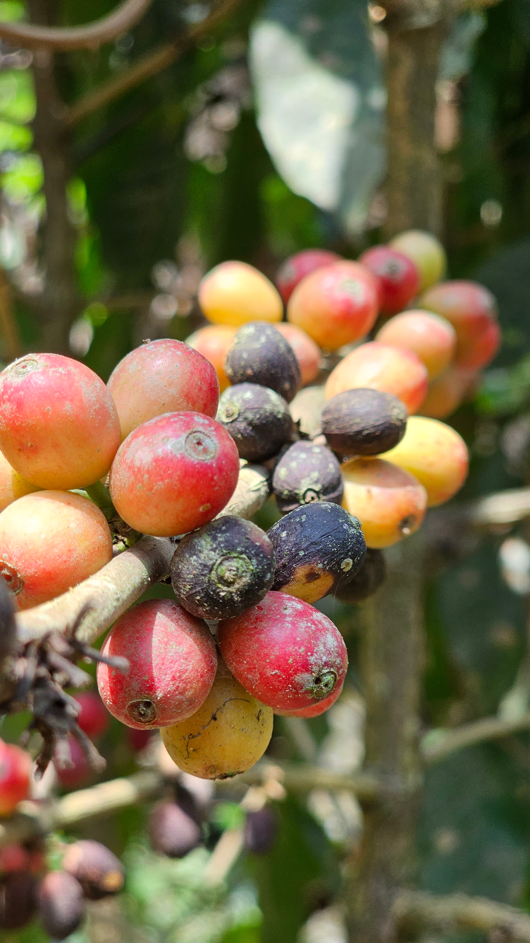 Ripe coffee cherries on the branch in the Yungas